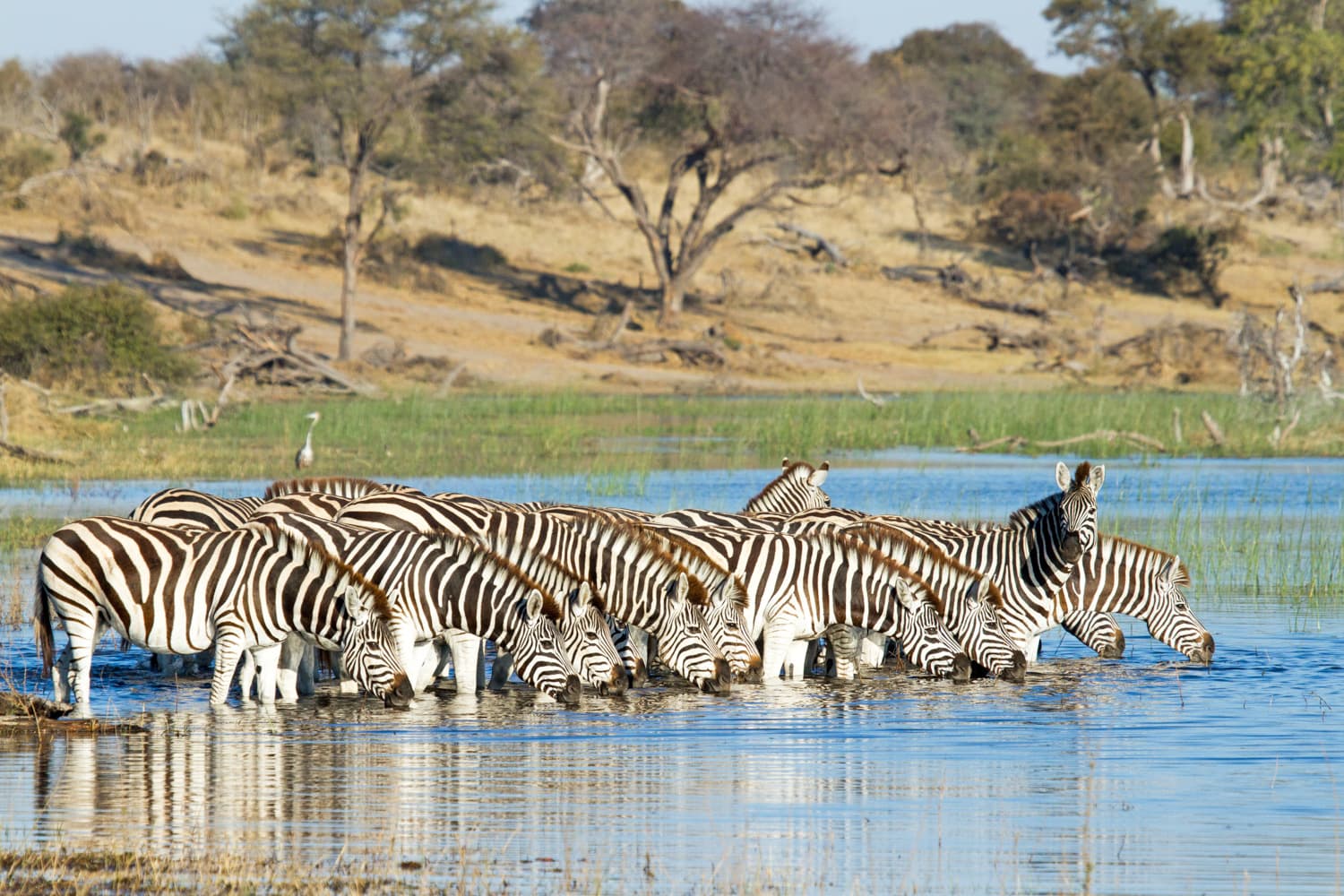 Safari Drive or Cruise