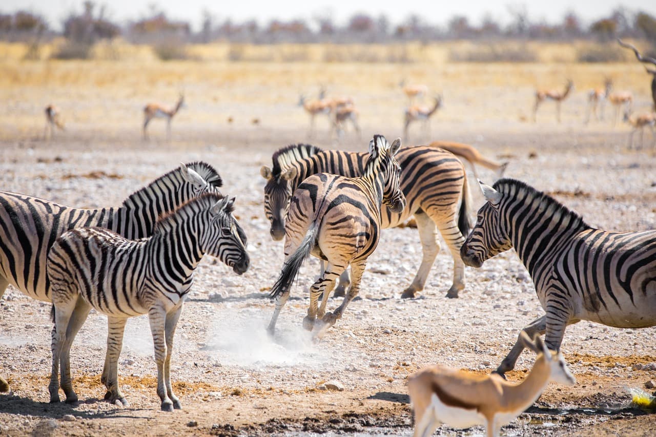 Into Etosha - 118 miles