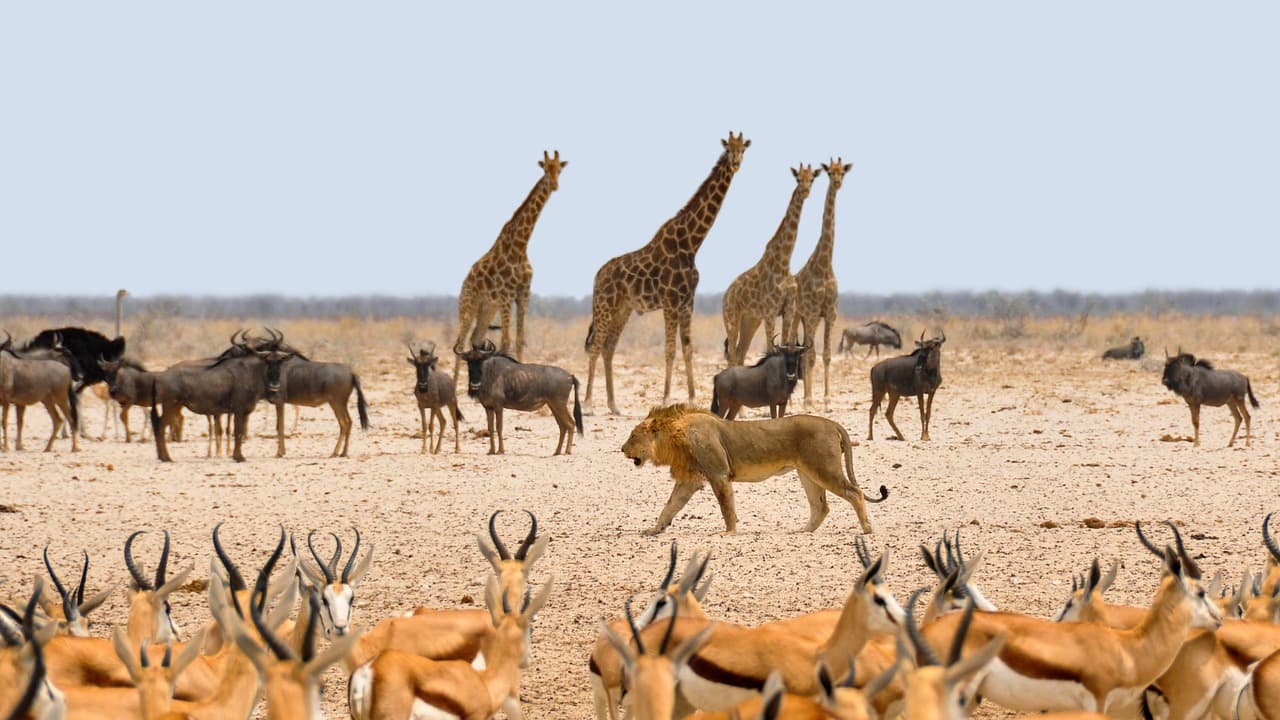 Experience Etosha