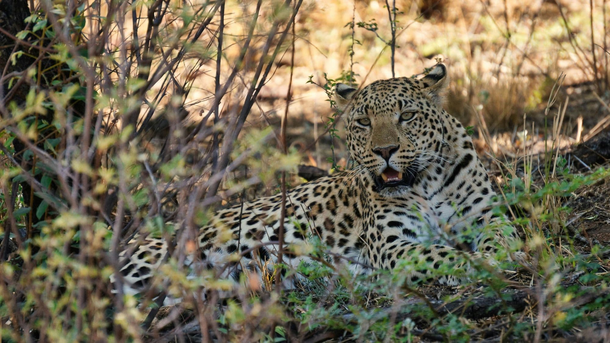 Okonjima Nature Reserve - 220 miles
