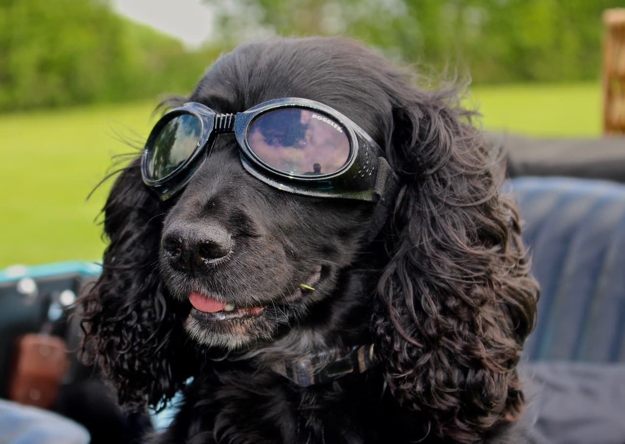 Peak District Canine Car Tour